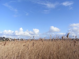 Ile Grande - Vers les marais