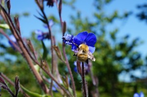 Buglosse et bourdon