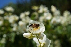 Seringa et abeille