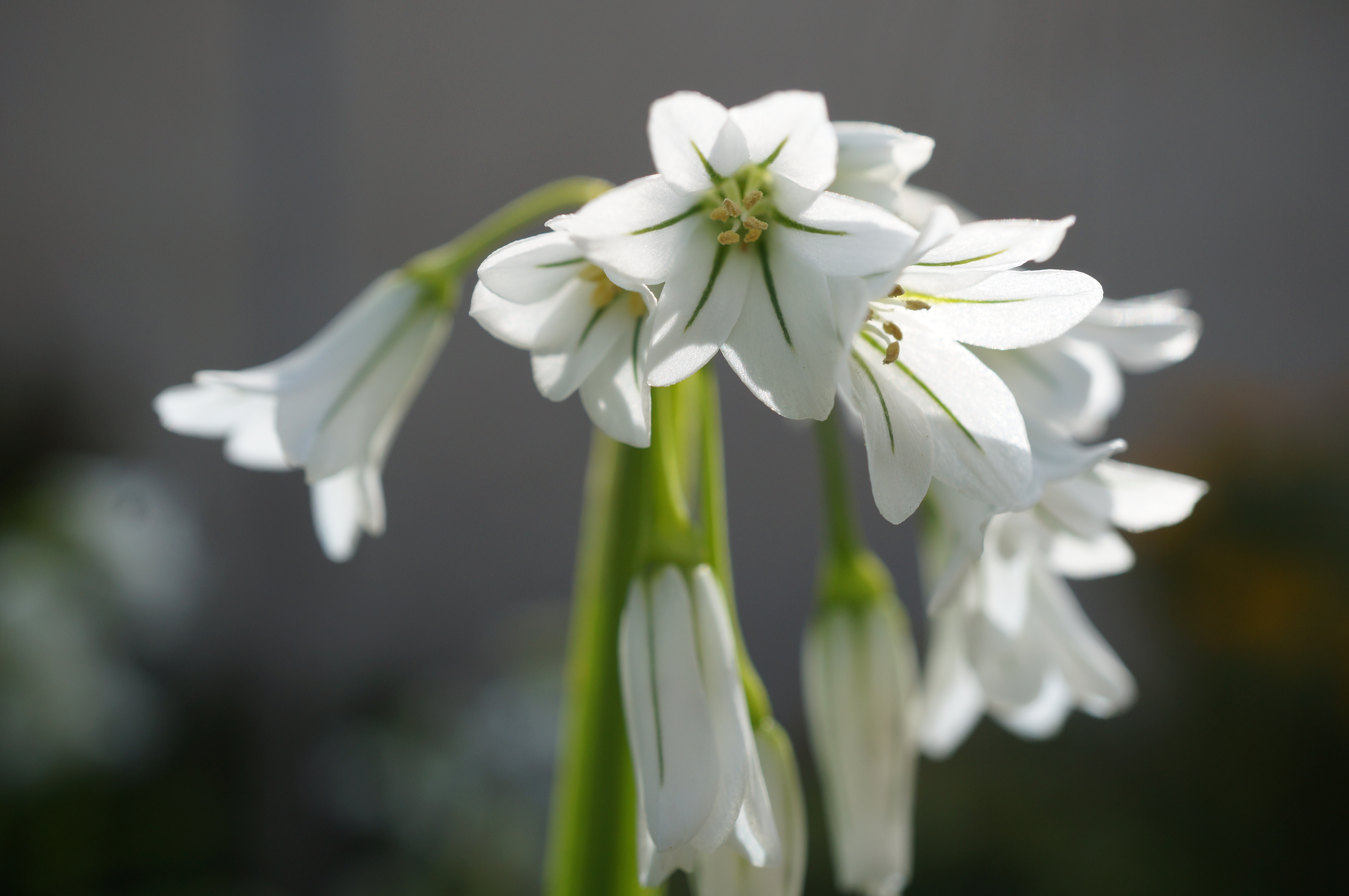 La flore de l'Ile Grande – Les fleurs blanches – Blog Le rire de  l'arc-en-ciel