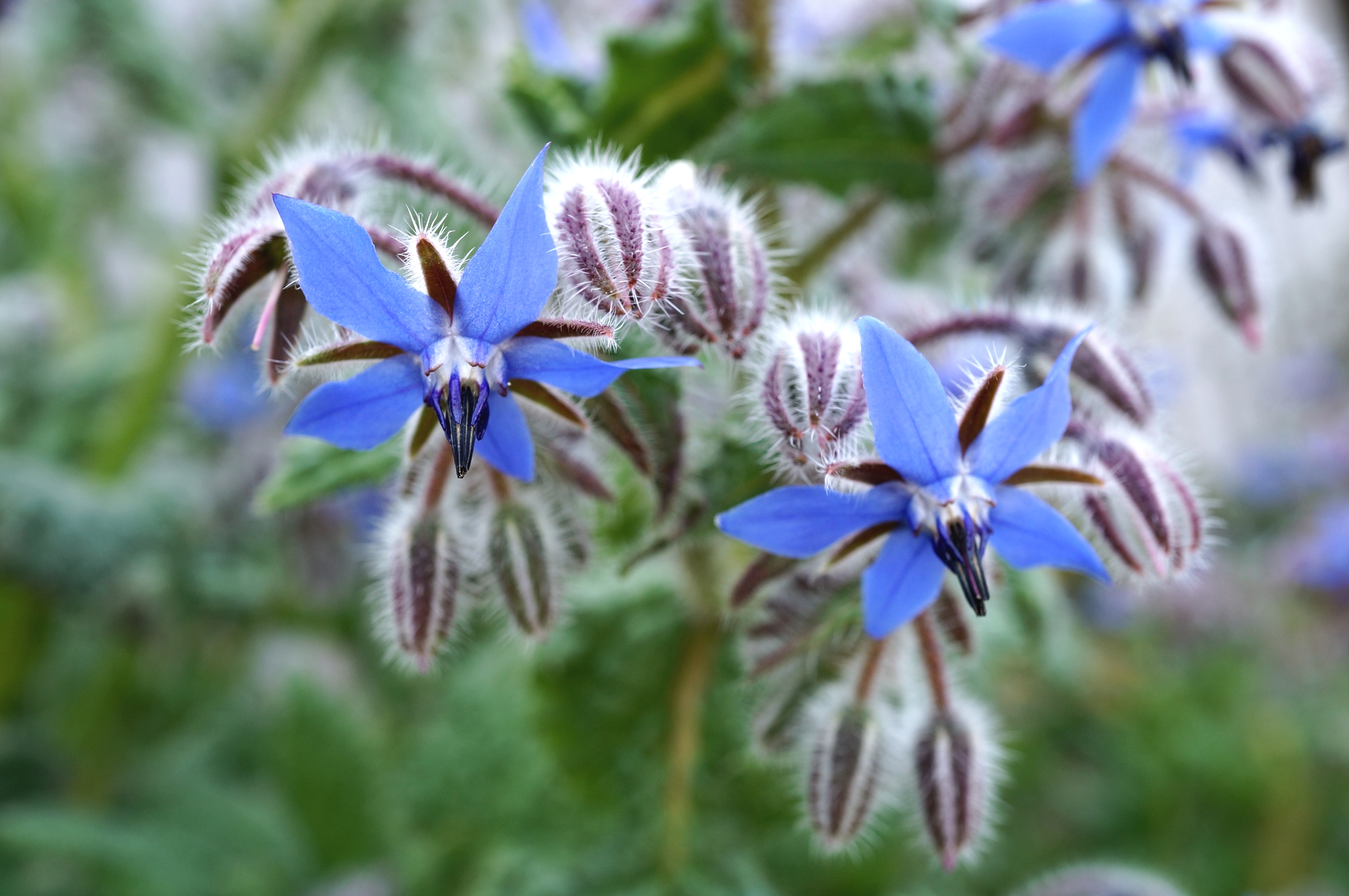 La flore de l'Ile Grande – Les fleurs bleues et violettes – Blog Le rire de  l'arc-en-ciel