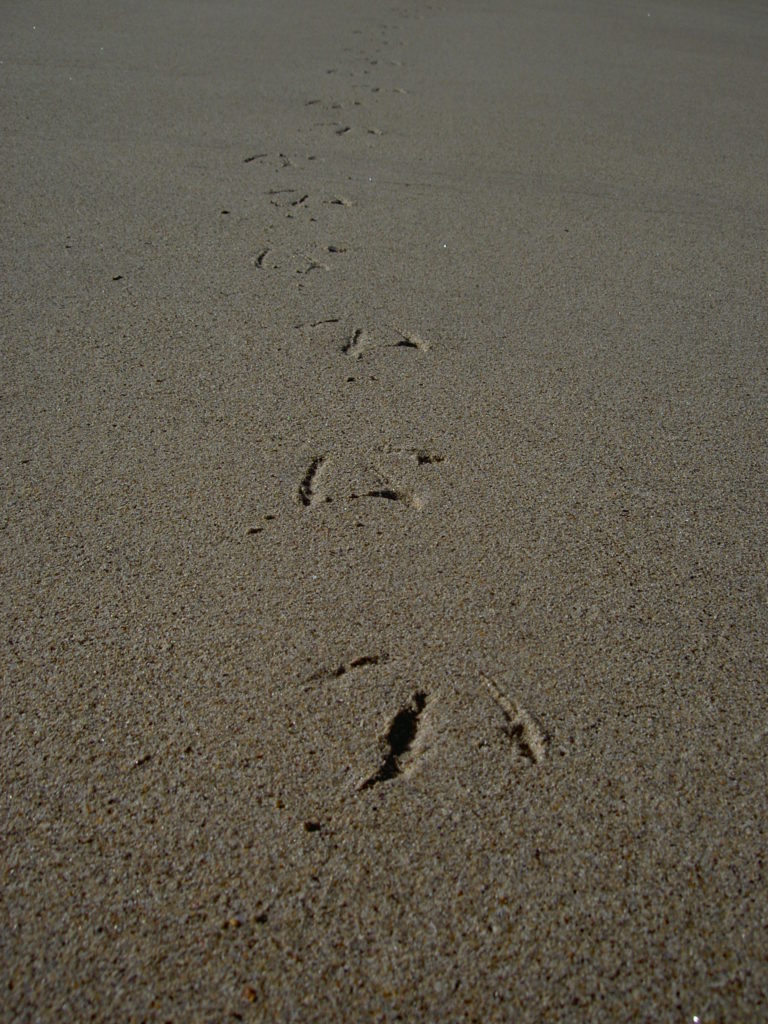 Empreintes de goélands sur le sable