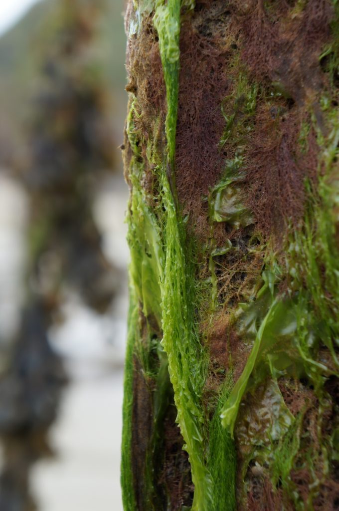 Les algues sur les pieux d'amarrage