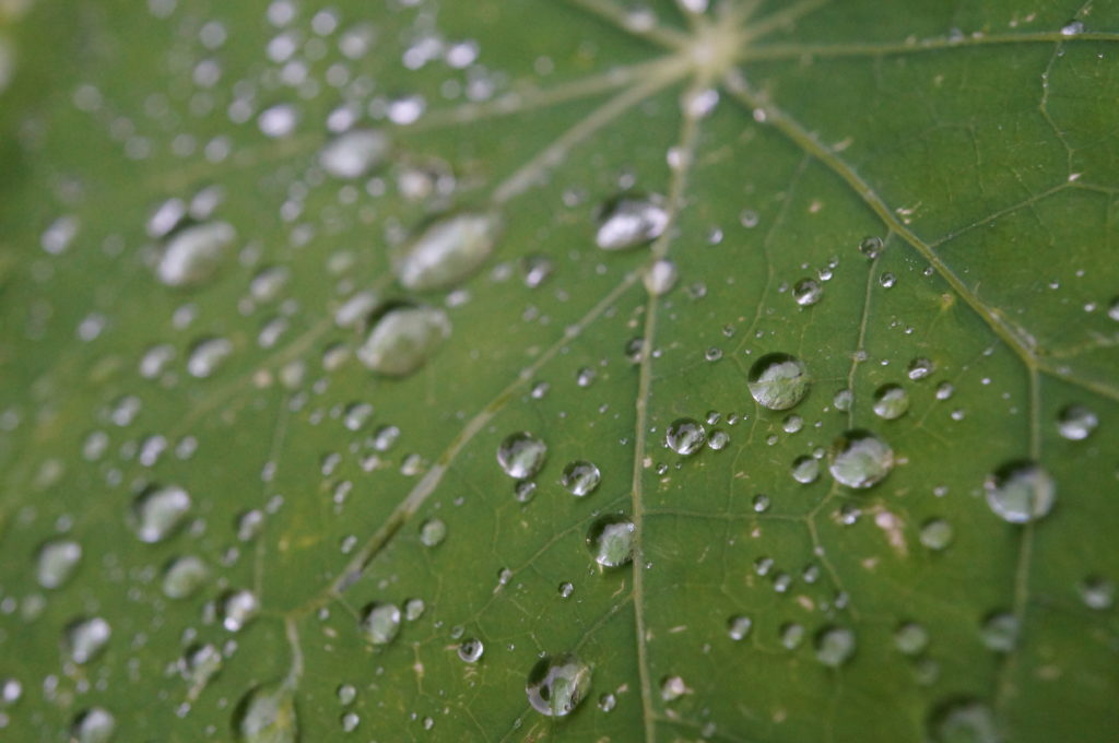 Au jardin - Gouttes d'eau sur une feuille de capucine