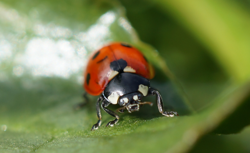 Coccinelle sur feuille