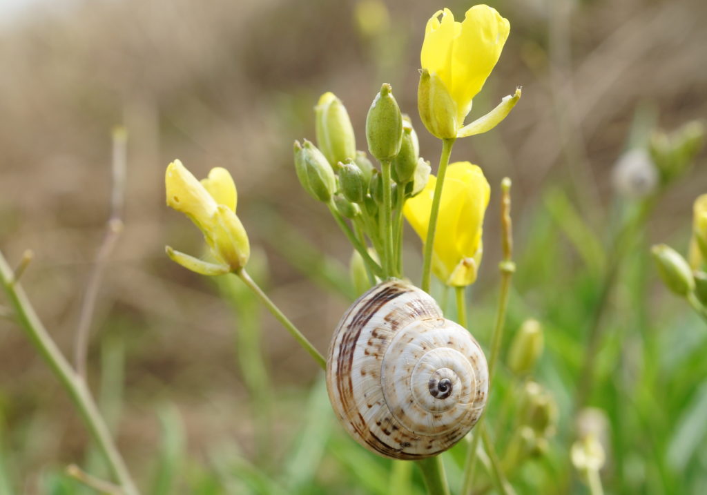 Escargot des dunes sur roquette