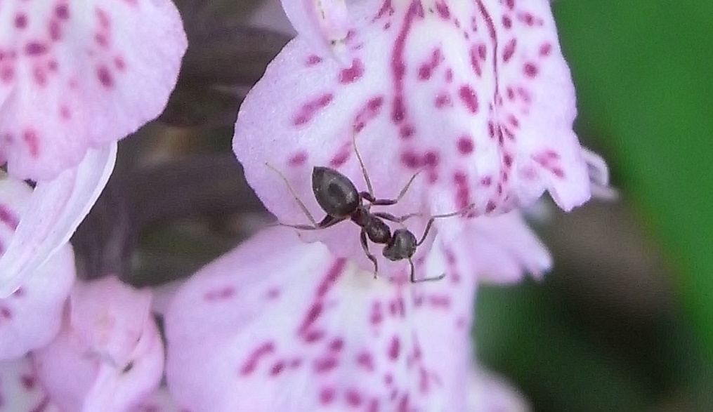 Fourmi sur orchidée