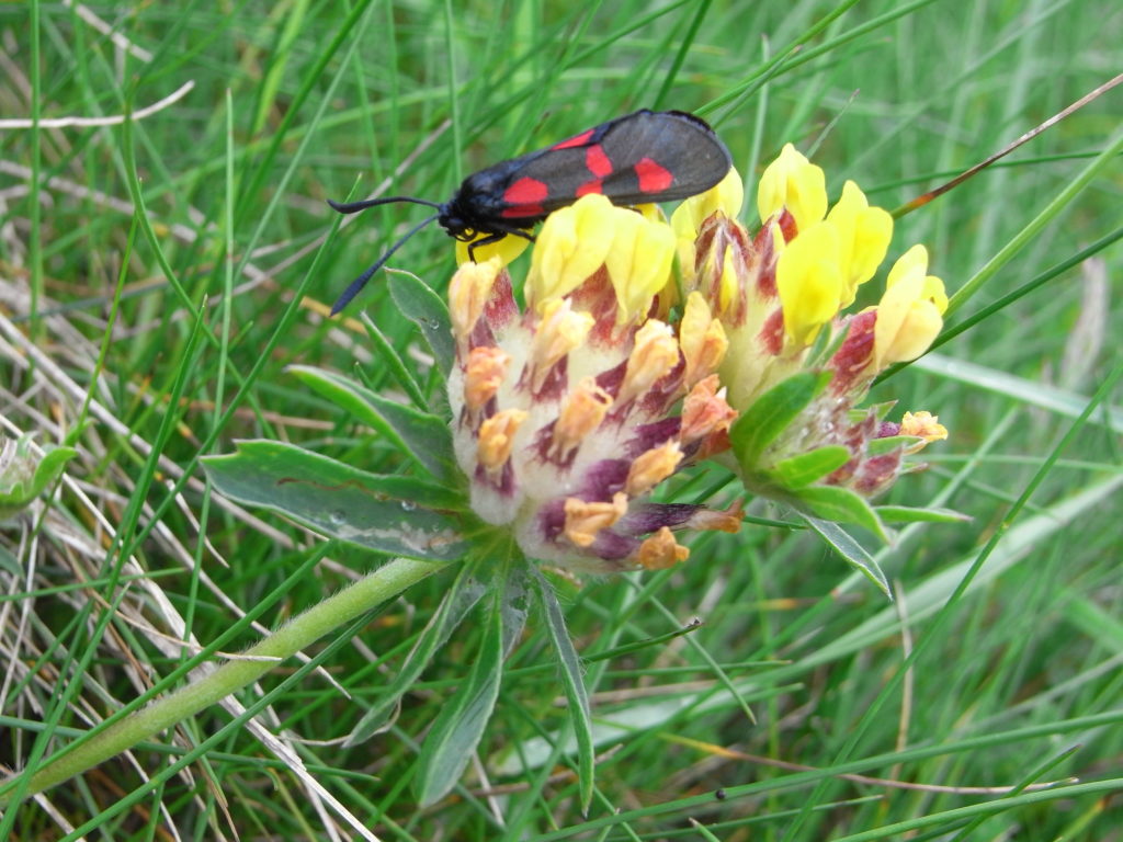 Zygène de la filipendule sur anthyllis vulnéraire